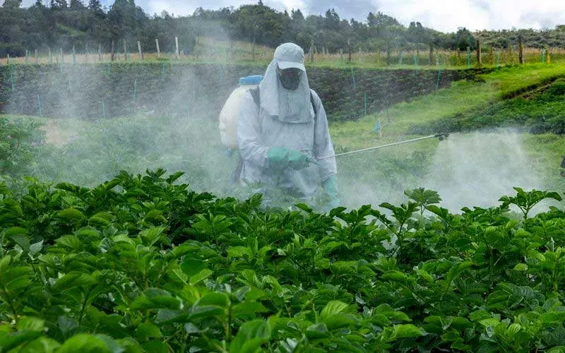 ۱۲ درصد سموم مصرفی کشور پرخطر است/ معضل کشاورزی بدمصرفی سموم