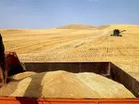 یک خبر داغ از گندم