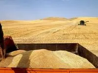 رکورد خرید گندم در اصفهان شکسته شد