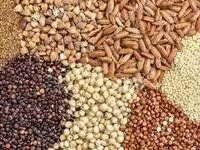 آخرین قیمت نهاده‌های دامی و محصولات کشاورزی امروز - ۱۲ مهر ۱۴۰۴