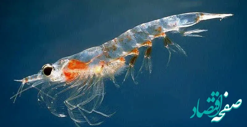 برای نخستین بار 5 میلیون قطعه لارو میگو ببری در آب‌های جزیره جهانی قشم رهاسازی شد