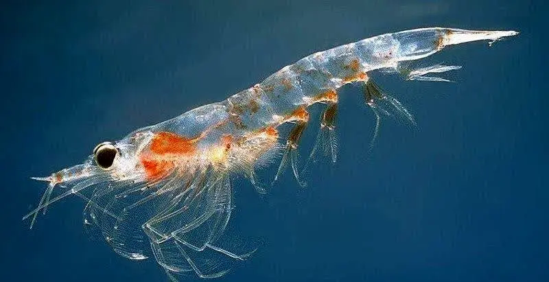 برای نخستین بار 5 میلیون قطعه لارو میگو ببری در آب‌های جزیره جهانی قشم رهاسازی شد