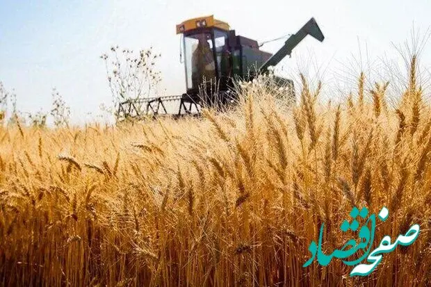 آخرین اخبار گندم امروز یکشنبه ۱۷ اسفند ۱۴۰۴ | چند تن گندم در کشور هدفگذاری شده است؟ 