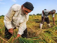 افزایش میانگین ۸۰ درصدی مستمری کشاورزان، روستاییان و عشایر تا خرداد ۱۴۰۵