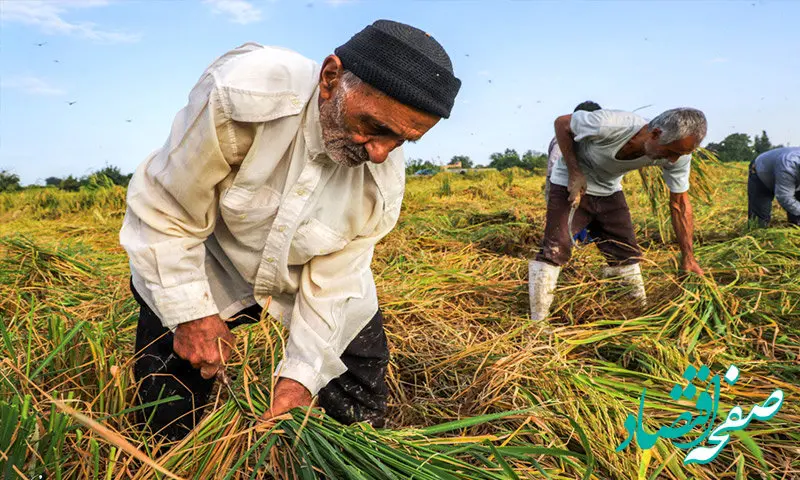 افزایش میانگین ۸۰ درصدی مستمری کشاورزان، روستاییان و عشایر تا خرداد ۱۴۰۵