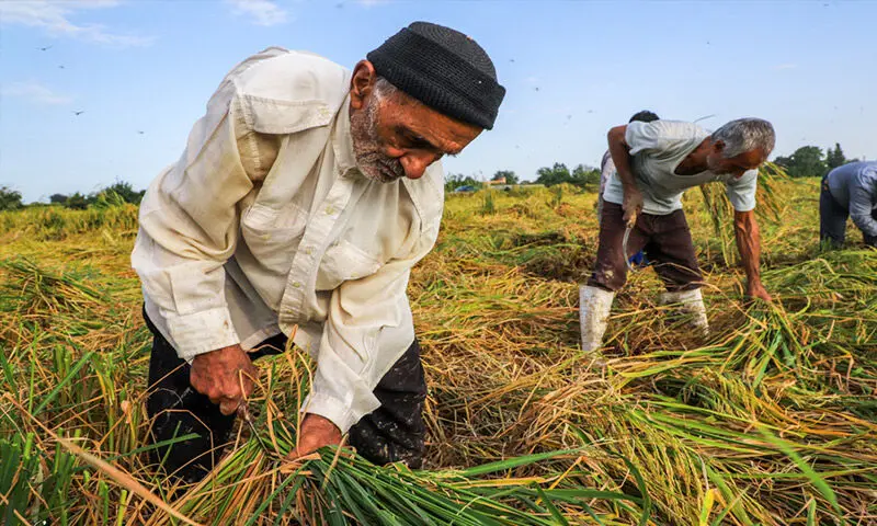 افزایش میانگین ۸۰ درصدی مستمری کشاورزان، روستاییان و عشایر تا خرداد ۱۴۰۵