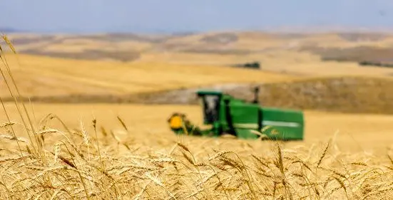 آخرین خبر از خرید تضمینی گندم و پرداخت مطالبات گندمکاران امروز سه شنبه ۲۳ مرداد ماه ۱۴۰۳ | از واردات گندم چه خبر؟