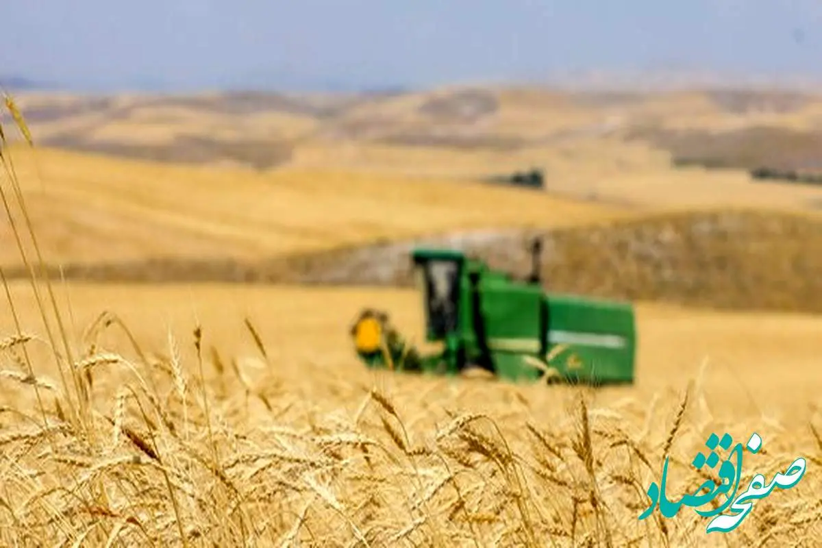 آخرین خبر از خرید تضمینی گندم و پرداخت مطالبات گندمکاران امروز سه شنبه ۲۳ مرداد ماه ۱۴۰۳ | از واردات گندم چه خبر؟ 