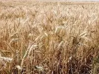 عدم تحقق دوباره وعده دولت در پرداخت مطالبات کشاورزان | بدهکاری ۴۵ هزار میلیارد تومانی دولت به گندمکاران