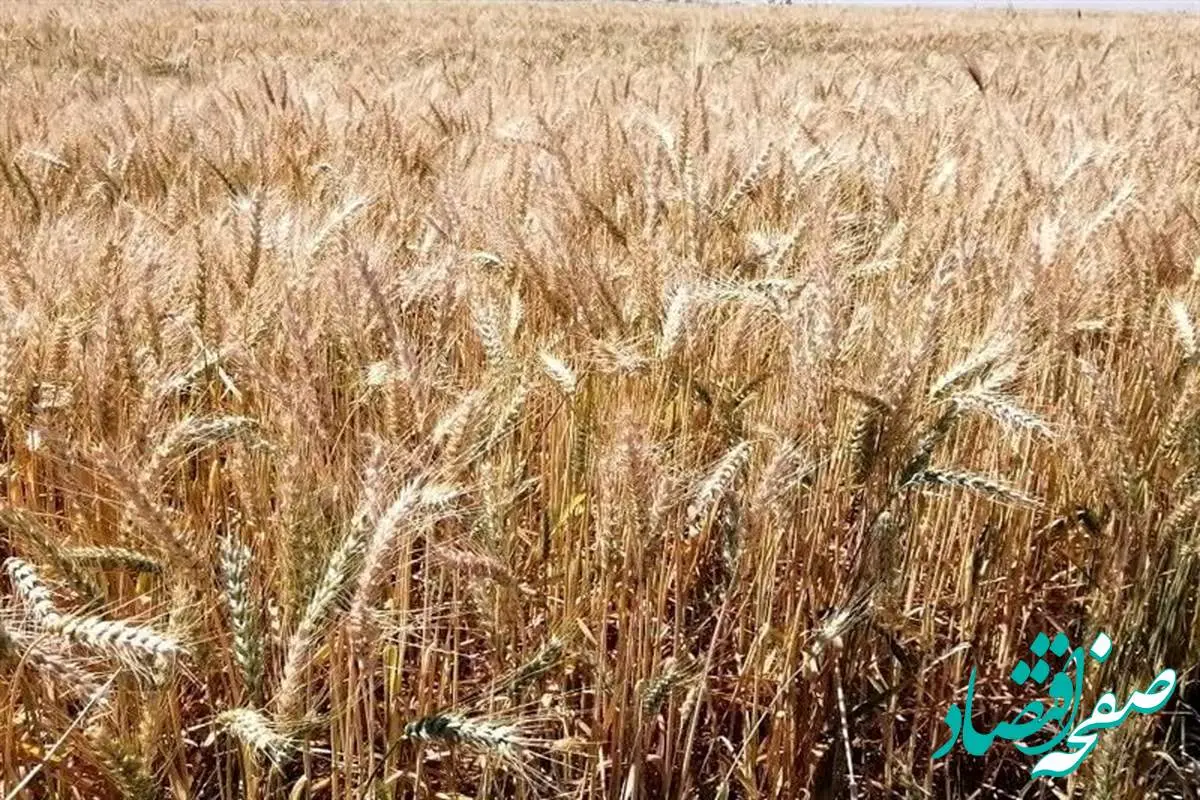 عدم تحقق دوباره وعده دولت در پرداخت مطالبات کشاورزان | بدهکاری ۴۵ هزار میلیارد تومانی دولت به گندمکاران