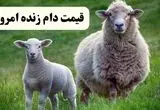 قیمت دام زنده امروز پنجشنبه ۱۵ خرداد ۱۴۰۴ ؛ قیمت رسمی دام زنده عید سعید قربان اعلام شد