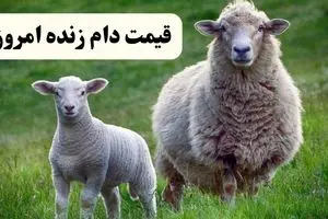قیمت دام زنده امروز پنجشنبه ۱۵ خرداد ۱۴۰۴ ؛ قیمت رسمی دام زنده عید سعید قربان اعلام شد