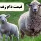 قیمت گوسفند زنده | قیمت گوساله زنده | قیمت دام زنده امروز جمعه ۹ خرداد ۱۴۰۴ + جدول قیمت