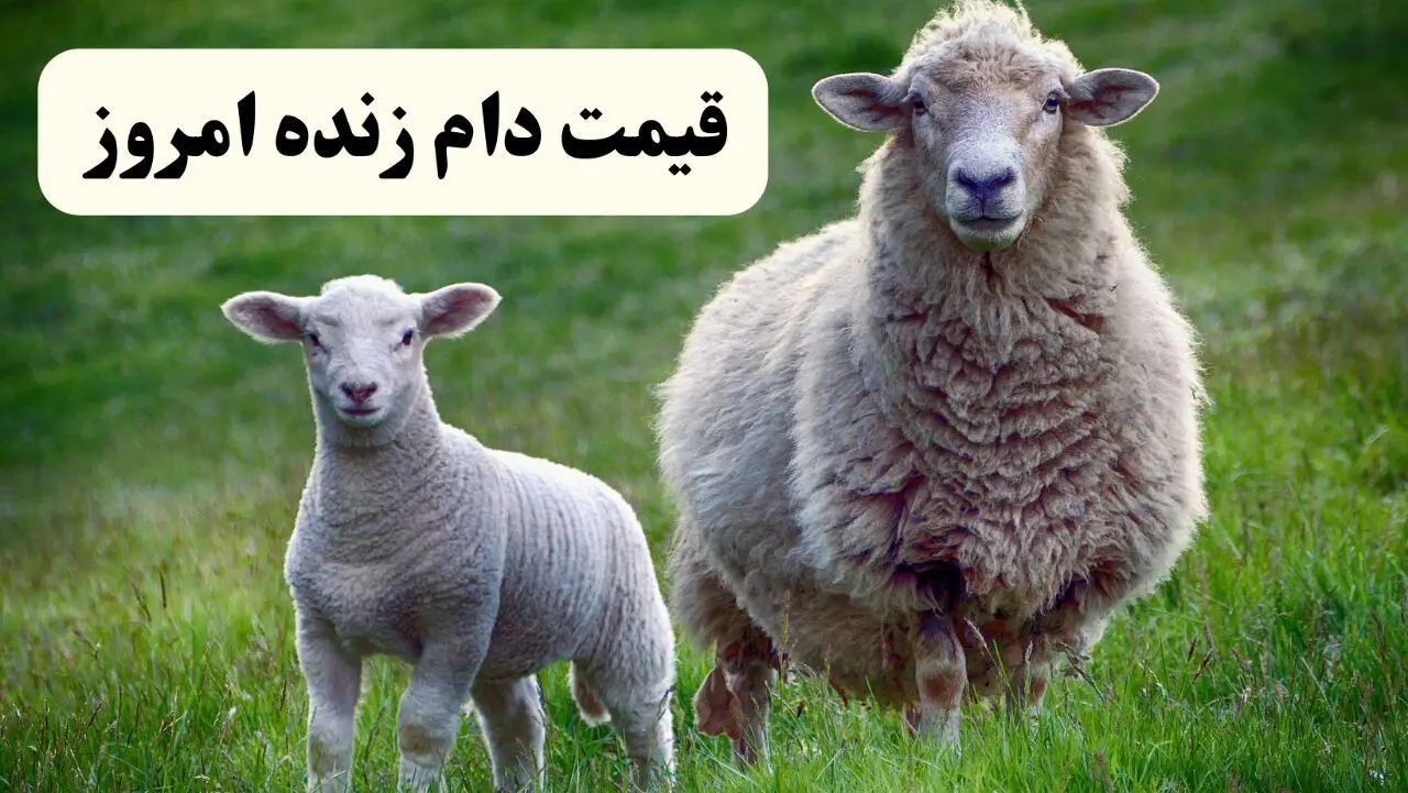 قیمت دام زنده امروز پنجشنبه ۷ فروردین ۱۴۰۴