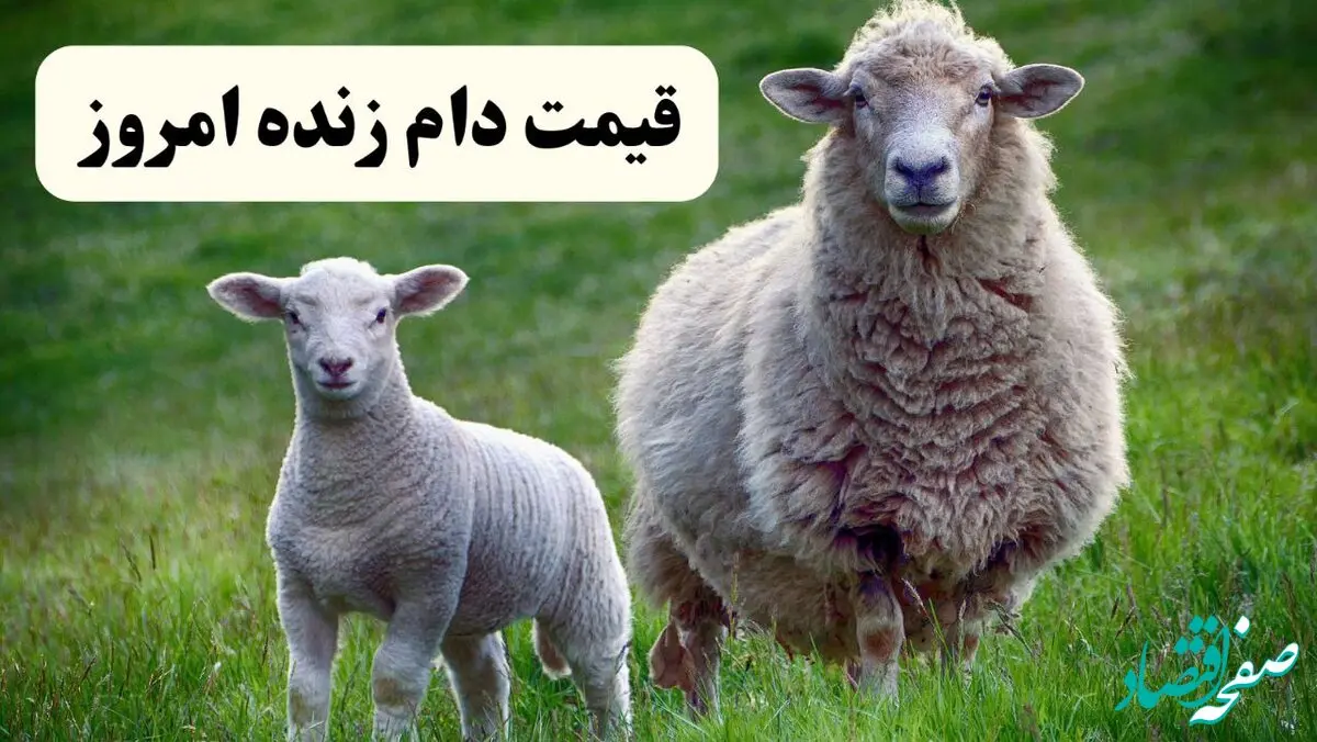 اعلام قیمت دام زنده امروز سه‌شنبه ۲ اردیبهشت ۱۴۰۴ / کدام استان ارزان‌ترین دام زنده را دارد؟