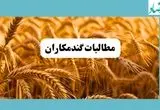 خبر مهم برای گندمکاران | مطالبات گندمکاران پس از این تاریخ پرداخت می‌شود