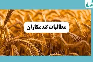 پرداخت مطالبات گندمکاران امروز ۲۲ تیر ۱۴۰۴ | گفته جدید وزیر جهاد کشاورزی + ویدئو