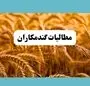 پرداخت مطالبات گندمکاران امروز ۲۲ تیر ۱۴۰۴ | گفته جدید وزیر جهاد کشاورزی + ویدئو