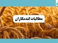 پرداخت مطالبات گندمکاران امروز ۲۲ تیر ۱۴۰۴ | گفته جدید وزیر جهاد کشاورزی + ویدئو