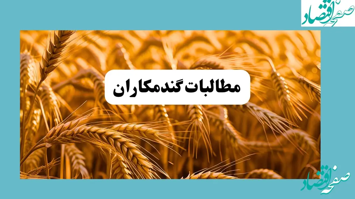 آخرین خبر از قیمت گندم و پرداخت مطالبات گندمکاران امروز ۳ مرداد ۱۴۰۴ به گفته مدیرعامل بنیاد ملی گندمکاران