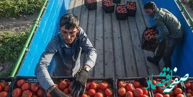 گوجه فرنگی هم قاطی میوه ها شد ! / لاکچری بازی 
گوجه فرنگی کی تمام می شود ؟ 