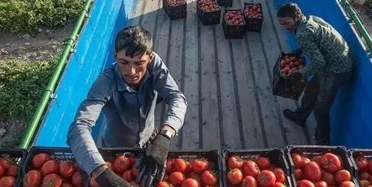 گوجه فرنگی هم قاطی میوه ها شد ! / لاکچری بازی 
گوجه فرنگی کی تمام می شود ؟ 