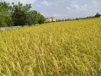 کشاورزان چشم‌انتظار حمایت دولت/چالش تامین اعتبار ۴۶ هزار میلیارد تومانی