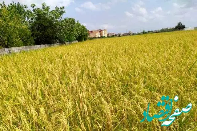 کشاورزان چشم‌انتظار حمایت دولت/چالش تامین اعتبار ۴۶ هزار میلیارد تومانی