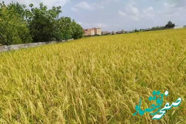 کشاورزان چشم‌انتظار حمایت دولت/چالش تامین اعتبار ۴۶ هزار میلیارد تومانی