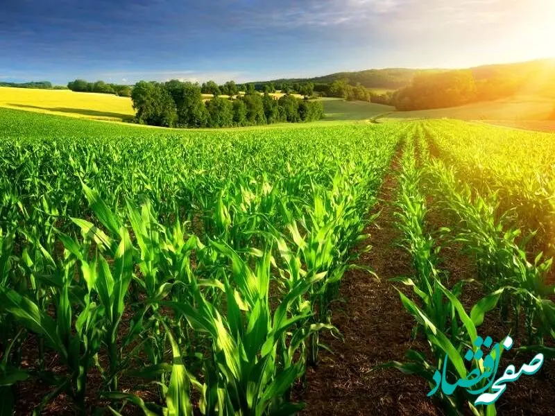 یک خبر مهم رییس سازمان جهادکشاورزی چهارمحال و بختیاری برای کشاورزان