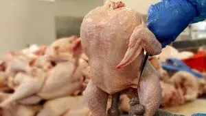نرخ مصوب مرغ امروز ۲۱ اردیبهشت ۱۴۰۳/ جزییات تغییر قیمت مرغ