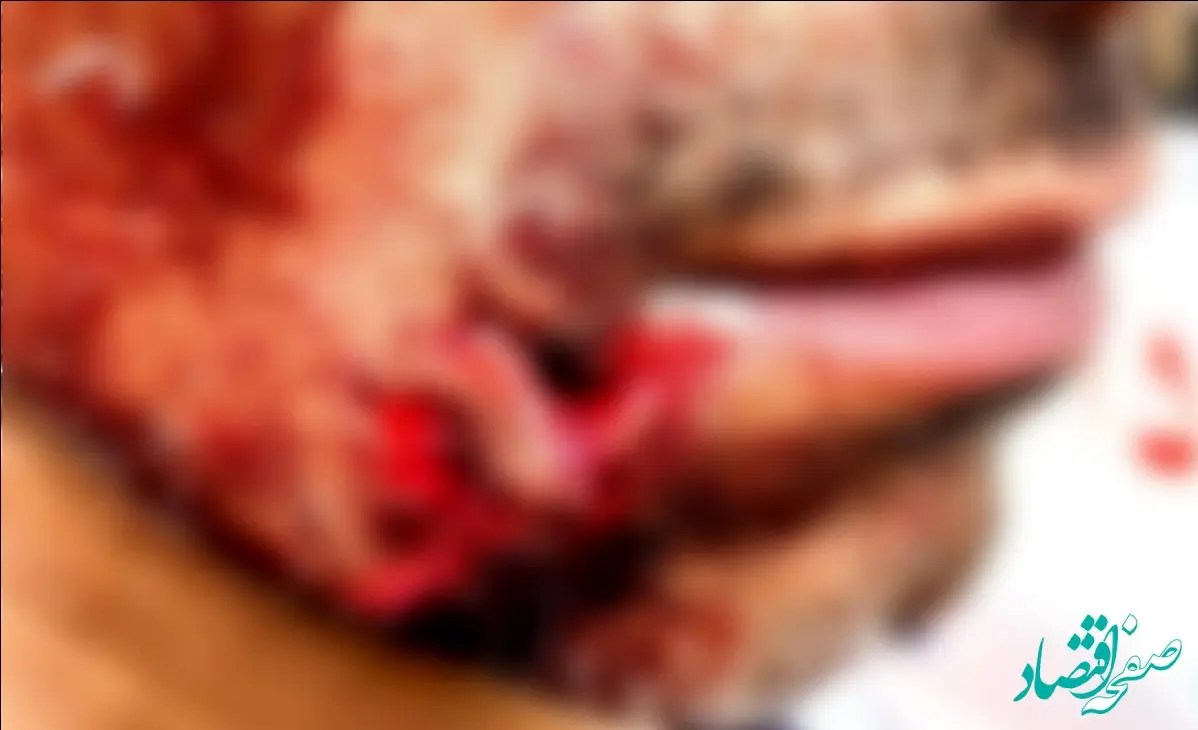 حمله وحشیانه سگ های ولگرد به یک خانواده در فردیس + عکس 