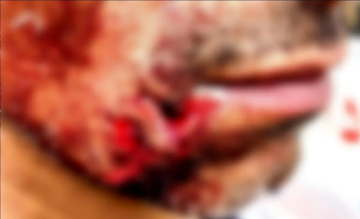 حمله وحشیانه سگ های ولگرد به یک خانواده در فردیس + عکس 