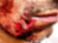 حمله وحشیانه سگ های ولگرد به یک خانواده در فردیس + عکس 