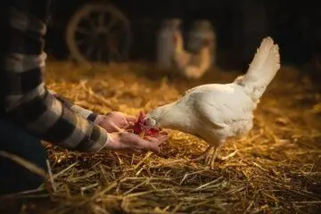 قیمت جدید مرغ زنده و گرم امشب ۹ مهر ماه ۱۴۰۲ / جزییات