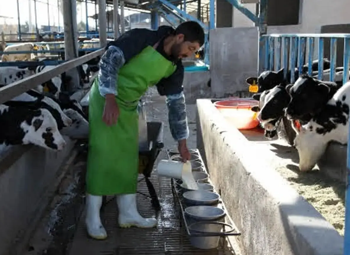 انتقاد کارگران این دامداری از وضعیت بد بهداشتی / حتی... نداریم!