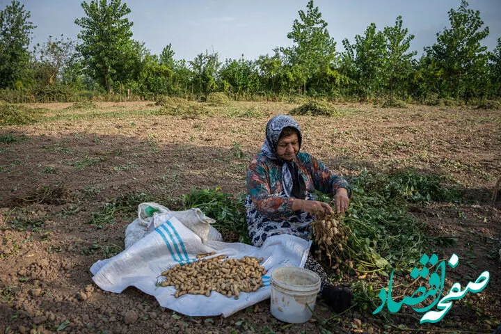 آغاز کشت بادام زمینی در سه هزار هکتار از شالیزارهای گیلان؛ پیش‌بینی تولید ۱۱ هزار تن