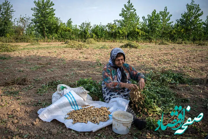 آغاز کشت بادام زمینی در سه هزار هکتار از شالیزارهای گیلان؛ پیش‌بینی تولید ۱۱ هزار تن