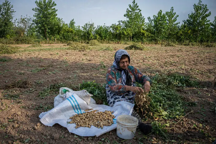 آغاز کشت بادام زمینی در سه هزار هکتار از شالیزارهای گیلان؛ پیش‌بینی تولید ۱۱ هزار تن