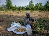 آغاز کشت بادام زمینی در سه هزار هکتار از شالیزارهای گیلان؛ پیش‌بینی تولید ۱۱ هزار تن