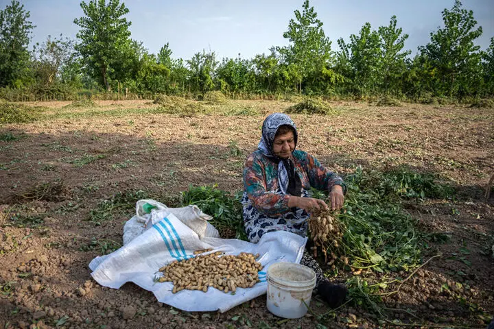 آغاز کشت بادام زمینی در سه هزار هکتار از شالیزارهای گیلان؛ پیش‌بینی تولید ۱۱ هزار تن