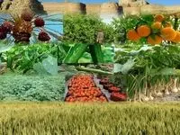 چرا هزینه تولید محصولات کشاورزی در ایران هر سال بیشتر می‌شود؟