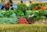 چرا هزینه تولید محصولات کشاورزی در ایران هر سال بیشتر می‌شود؟