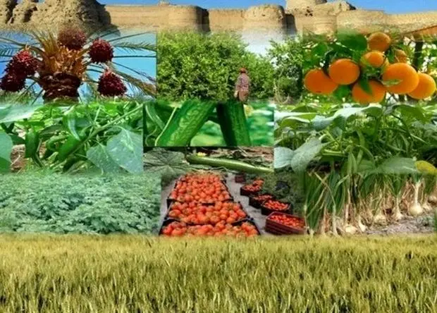 چرا هزینه تولید محصولات کشاورزی در ایران هر سال بیشتر می‌شود؟
