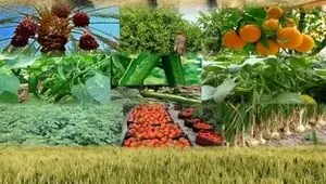 چرا هزینه تولید محصولات کشاورزی در ایران هر سال بیشتر می‌شود؟