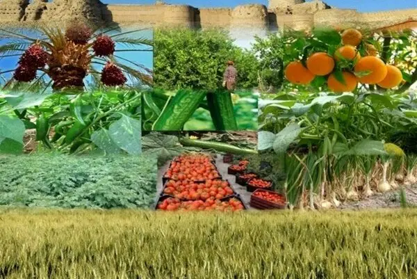 چرا هزینه تولید محصولات کشاورزی در ایران هر سال بیشتر می‌شود؟