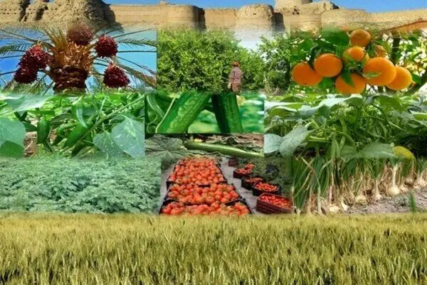 چرا هزینه تولید محصولات کشاورزی در ایران هر سال بیشتر می‌شود؟