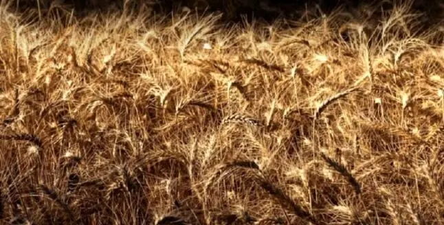 گرسنگی و قحطی عاقبت جنگ علیه ایران