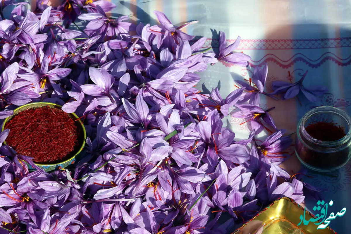 فوری؛ ۱۵۰۰ کیلو زعفران فردا در بورس کالا عرضه می شود
