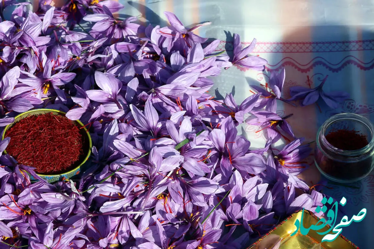 فوری؛ ۱۵۰۰ کیلو زعفران فردا در بورس کالا عرضه می شود
